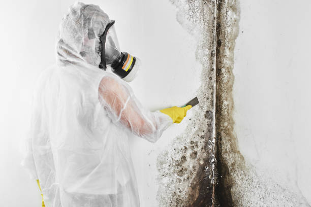 Best Toxic Mold Removal  in Stigler, OK