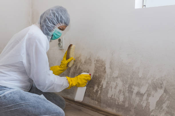 Best Attic Mold Removal  in Stigler, OK