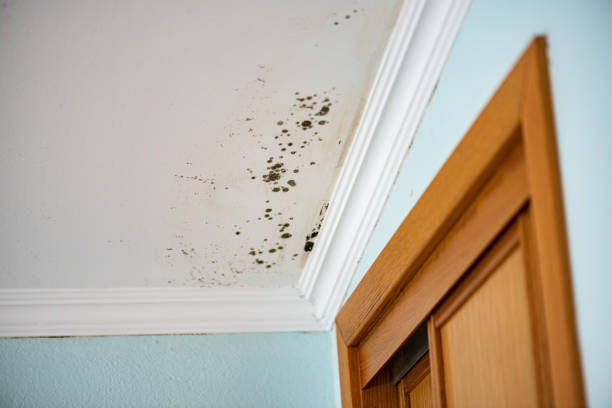 Best Home Mold Removal  in Stigler, OK