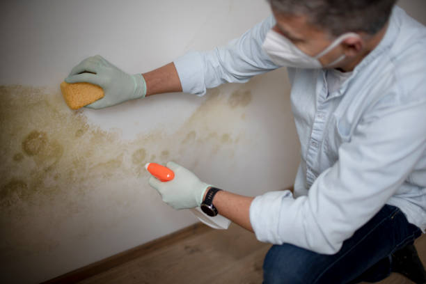 Best Mold Cleaning Services  in Stigler, OK