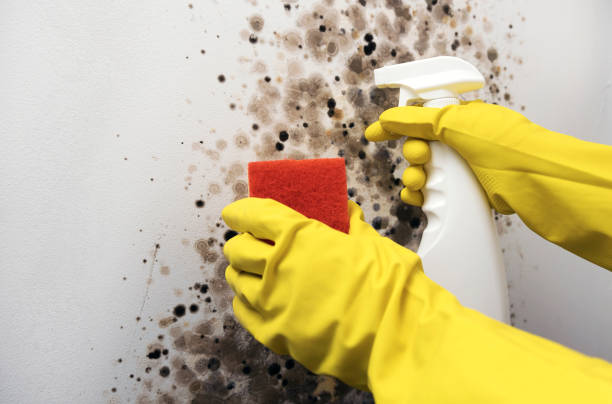 Best Certified Mold Removal  in Stigler, OK